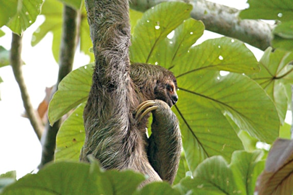 The jungle of Manuel Antonio's National Park is home to sloths (as ...