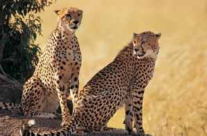 Kilimanjaro Climb and Safari