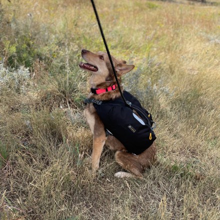 Rover Dog Pack