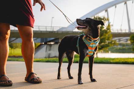 Front Range Leash