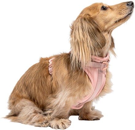 Dog Harness