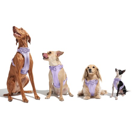 Dog Harness