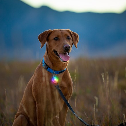 SpotLit Rechargeable Collar Light - Disc-O Tech