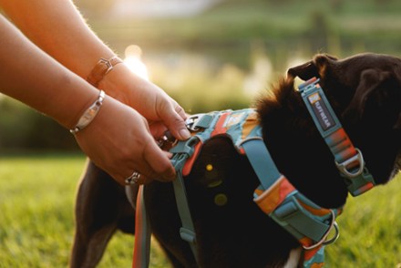 Front Range Dog Harness