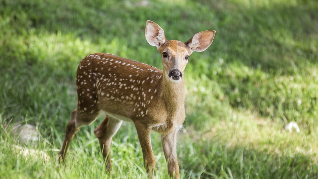 Shenandoah National Park Adventure | REI Adventures