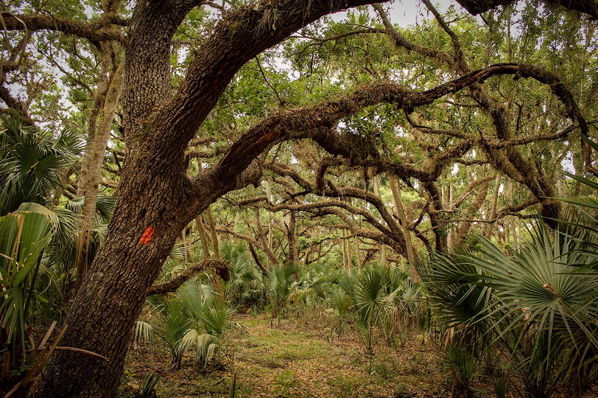 Oak hammocks in Micco Bluff.