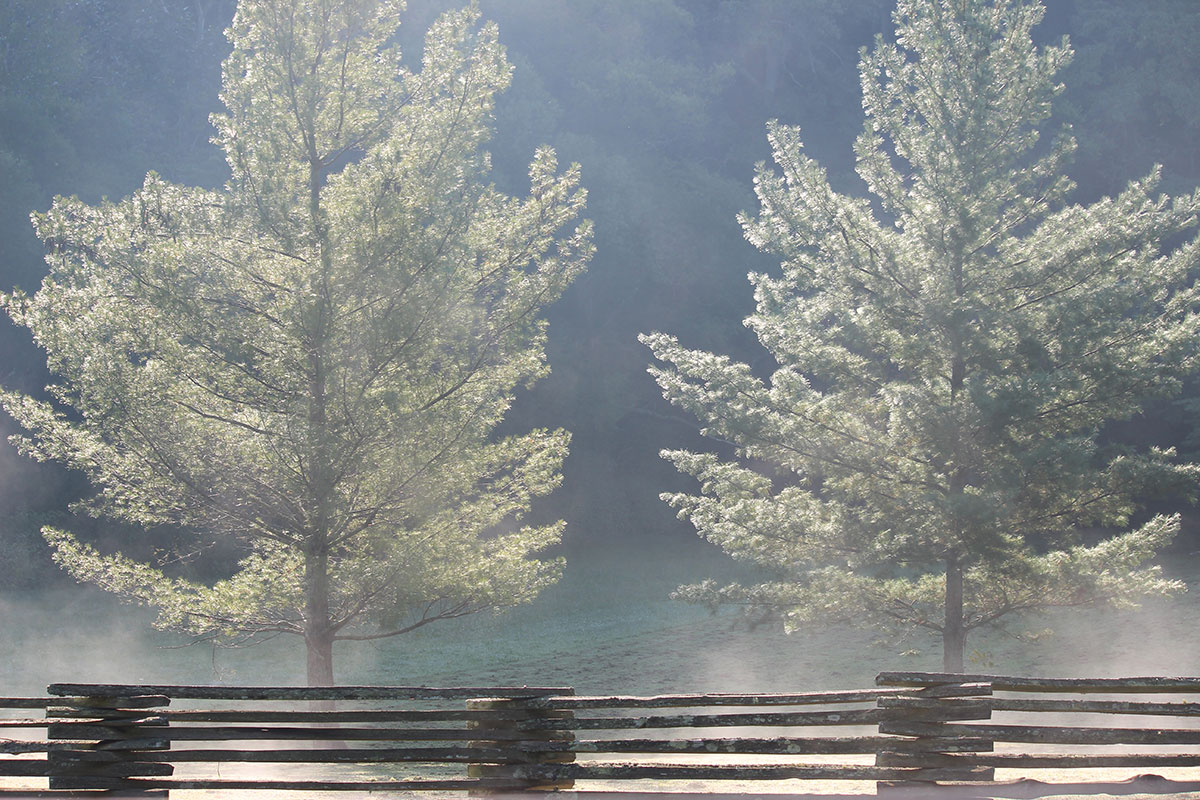 Foggy day on the Natchez Trace Trail.