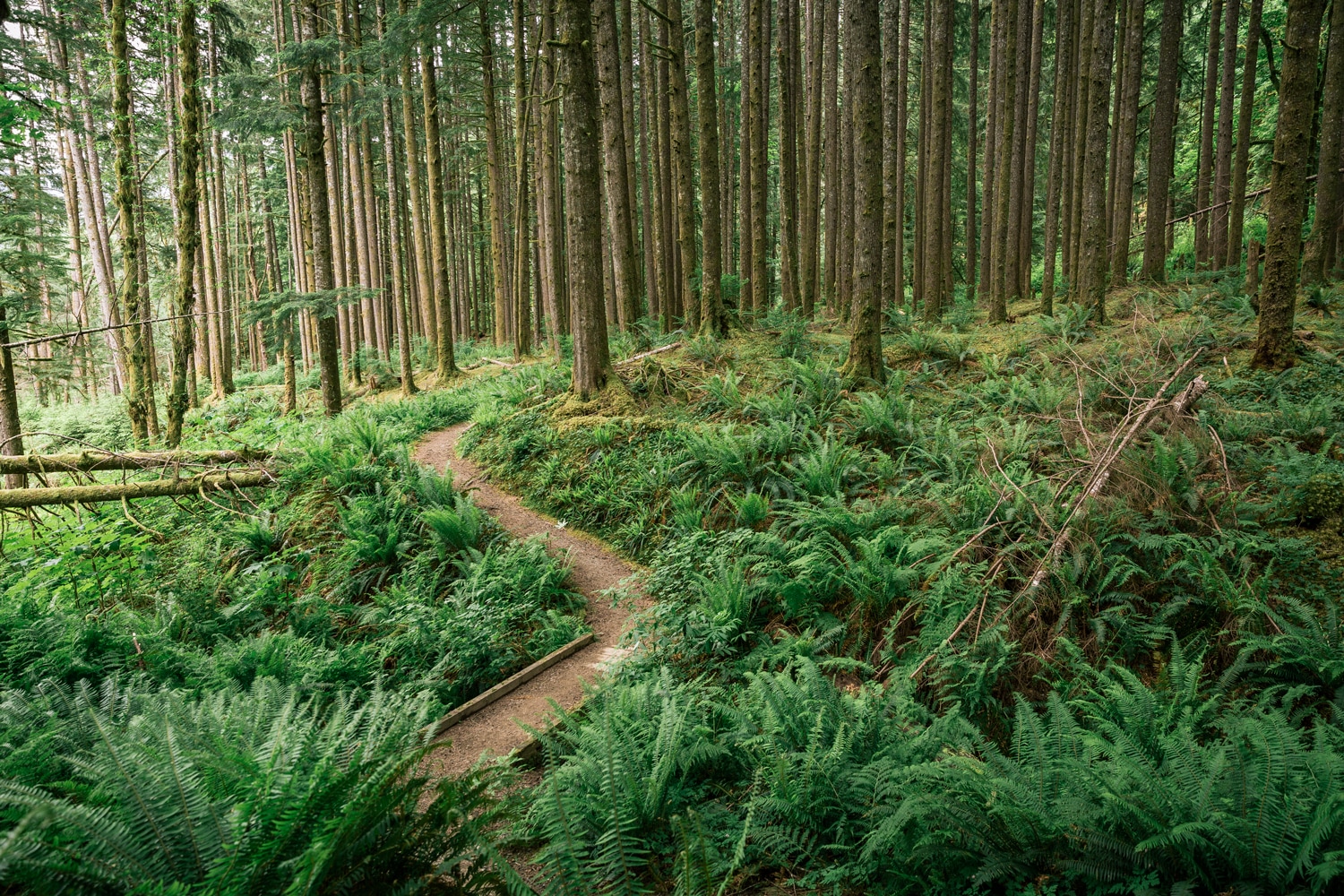 Middle Fork Trail - Follow the Newly Paved Road - REI Co-op Journal