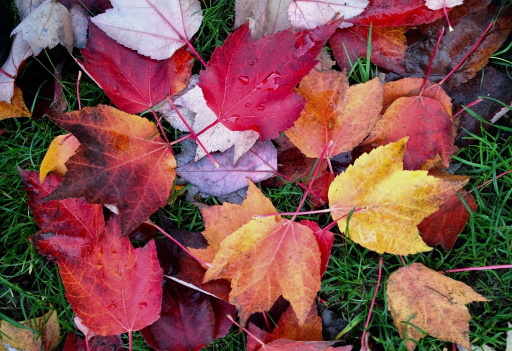 Color Me Intrigued: Why Do Leaves Change Color | REI Co-op Journal