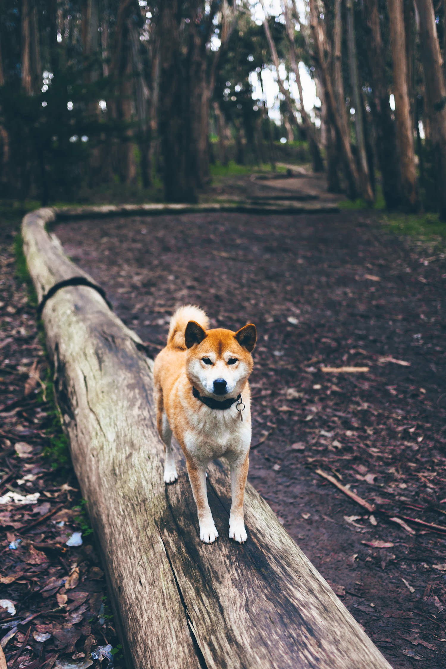 Your Everything Guide To Running With Dogs Rei Co Op Journal