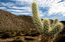 Best Desert Hikes in Southern California