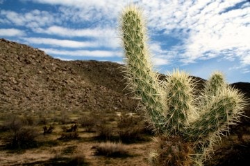 Best Desert Hikes in Southern California