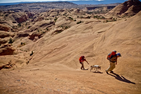 Desert Dawg