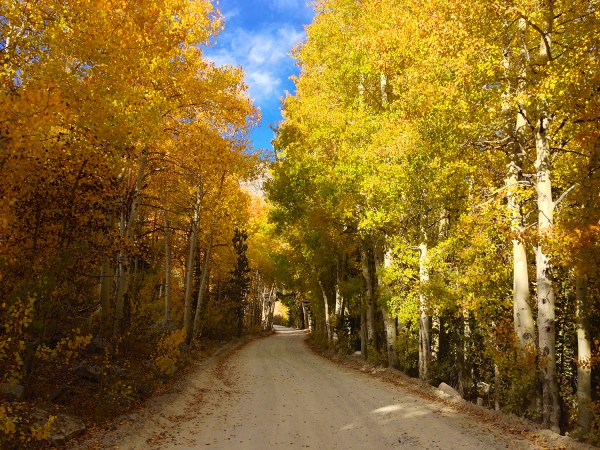 California Fall Foliage