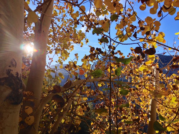 California Fall Foliage