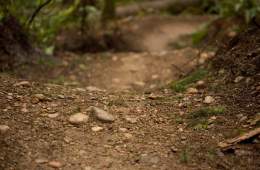 close up of dirt trail through the forest