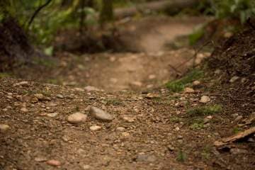 close up of dirt trail through the forest