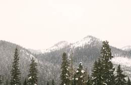 trees and snow