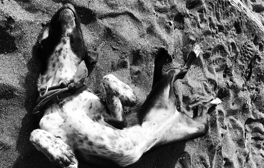 River the dog in sand