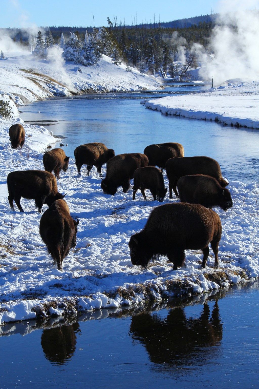 bison in yellowstone national park