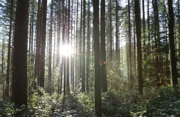 the sun bursts through trees in a forest