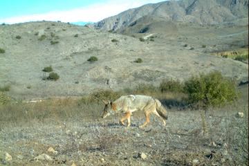 How One Trail Runner Helps the NPS Study Wildlife