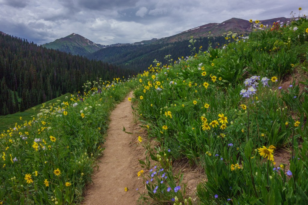 Dirt trail with wildflowers