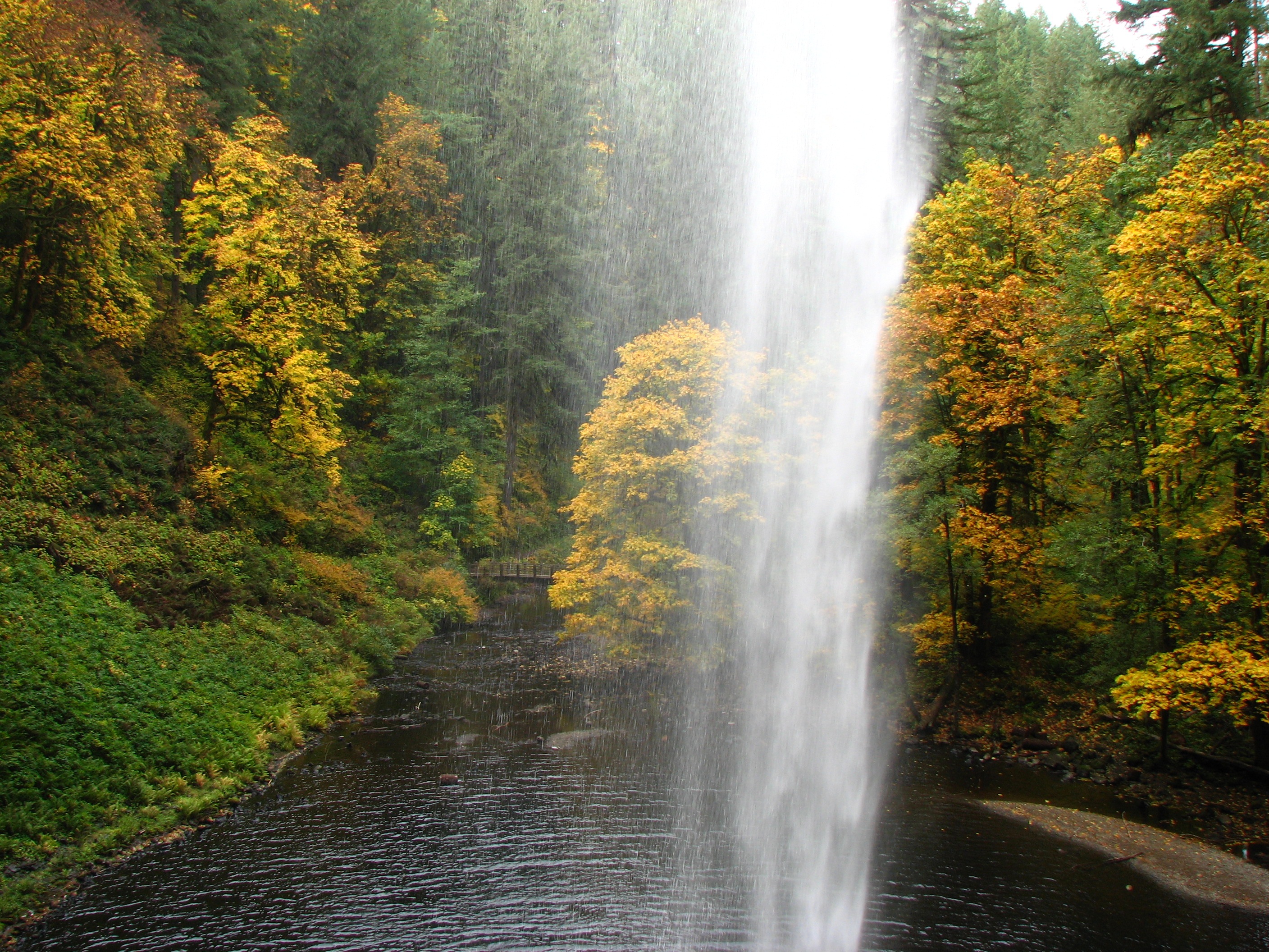 Shops Pacific Northwest Autumn Landscape Vertical Tree and Creek