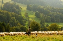 Spain’s Resurgence of Long-Distance Shepherding