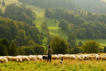 Spain’s Resurgence of Long-Distance Shepherding