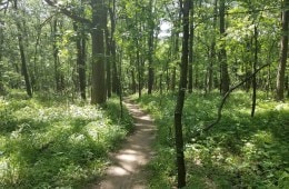 A singletrack trail winds through the woods.