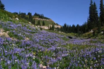 Wildflowers in Rainier National Park