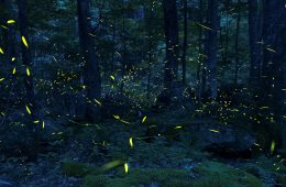 Synchronous Fireflies