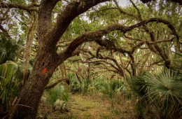 Florida Trail