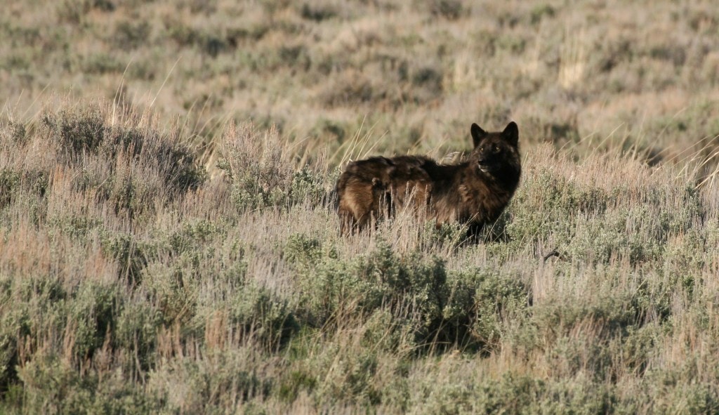 A wolf surveys the landscape in Yellowstone National Park. Photo courtesy of David Lamfrom, NPCA.