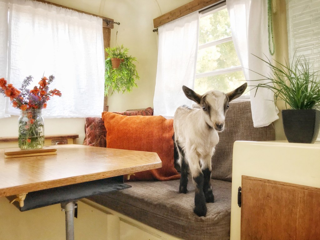 A goat in a van.