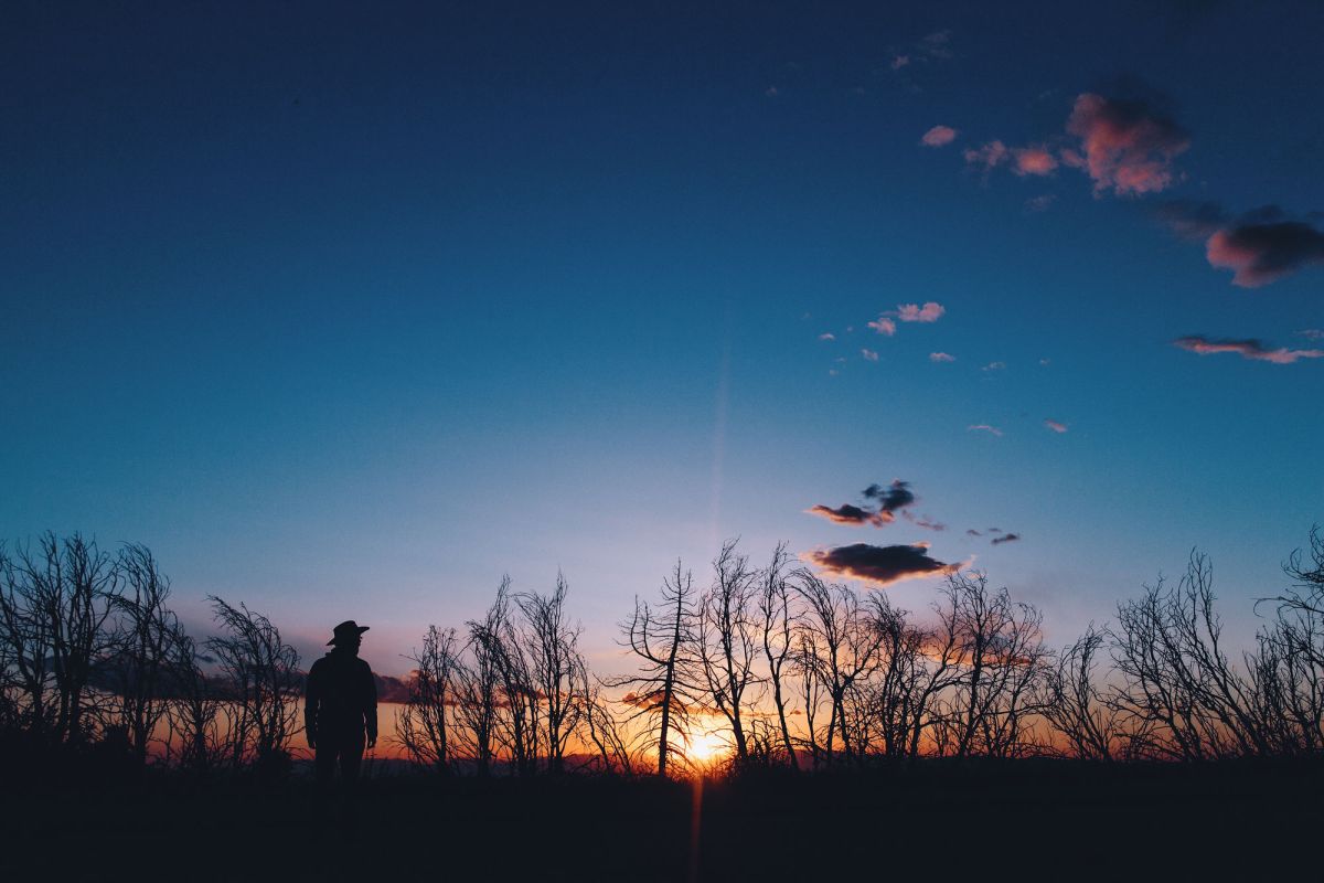 A lone hiker stands looking at the sunset through dead trees.