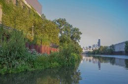 Chicago River Wild Mile