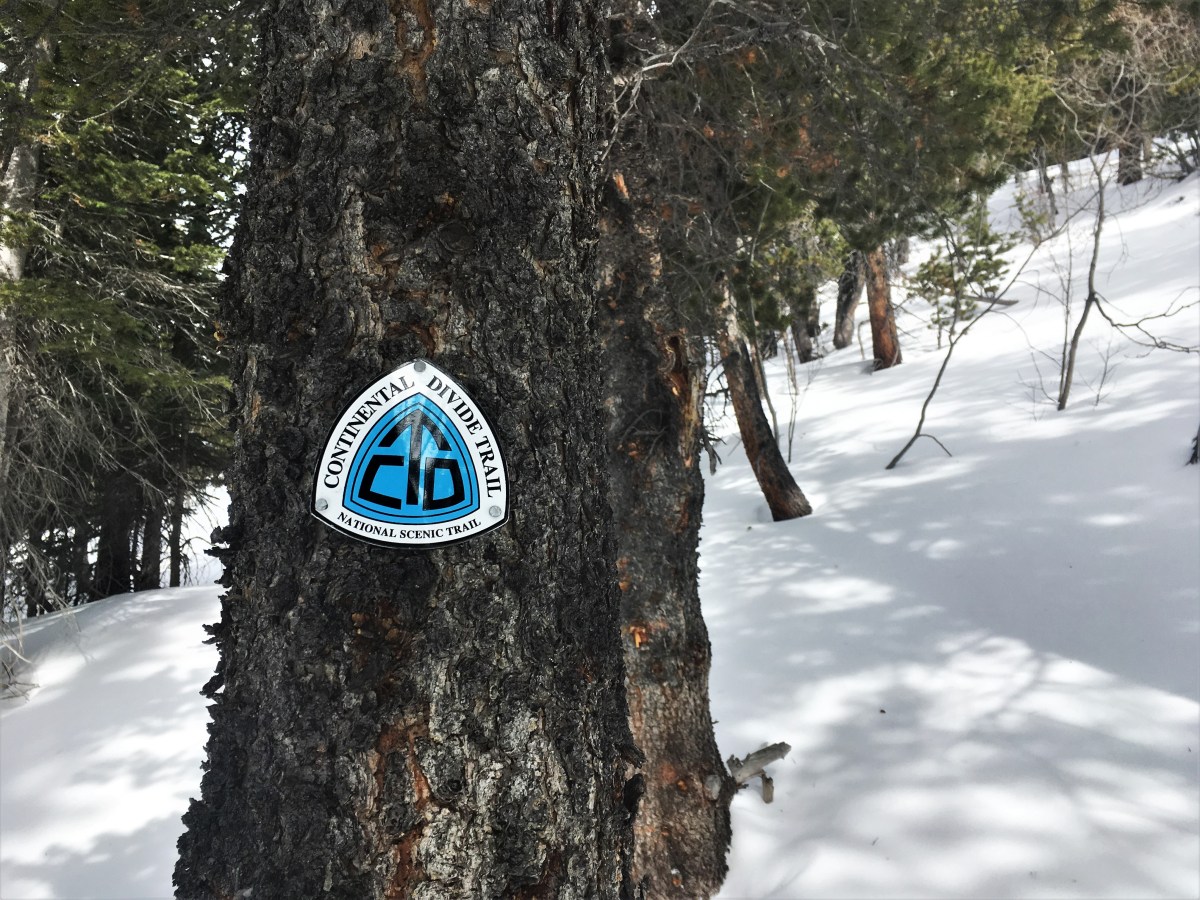 Tree in snow with the C D T trail marker front and center.