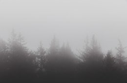 Evergreens of Olympic National Park in the fog