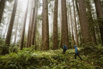 Hikers in Olympic National Park hiking among tall evergreen trees