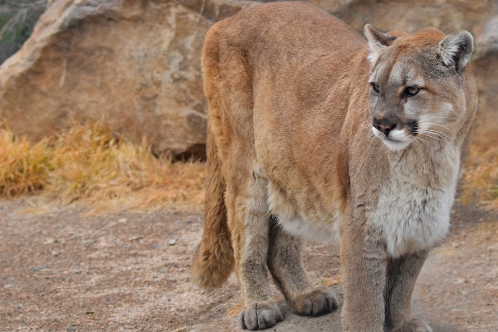 An adult mountain lion gazing into the distance surrounded by rocks