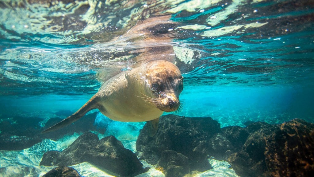 A seal swims through the tropical Galapagos waters.