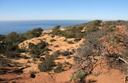 View of Torrey Pines State Reserve