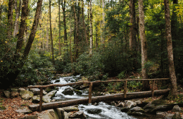 Natural habitat for the hellbender salamander: The cold mountain streams in the Appalachian Range.