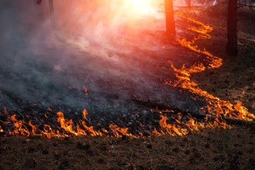 A string of fire snaking through the trees.