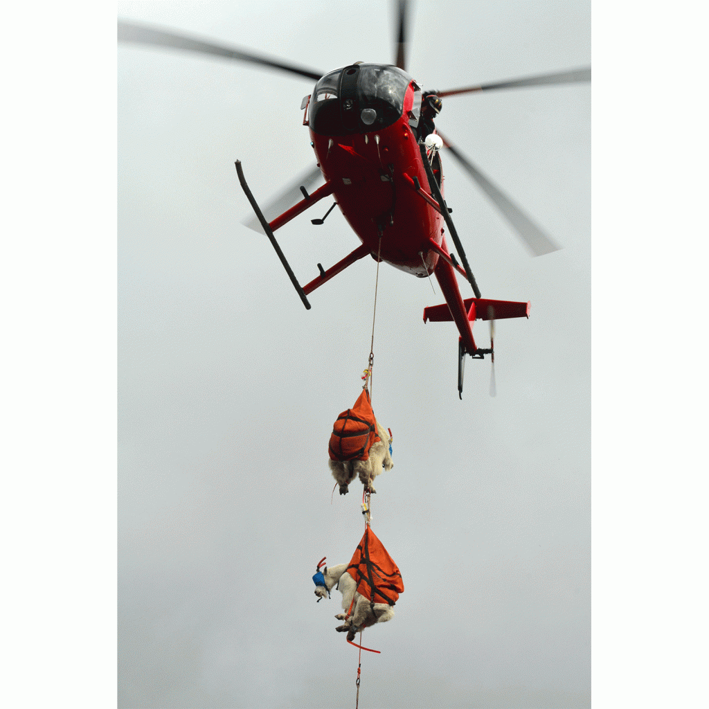 Mountain goats are transported via helicopter to their native North Cascades range