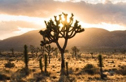 The sun sets behind a classic park landscape highlighting the iconic Joshua Trees.