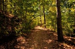 A wide trail heads into the trees.