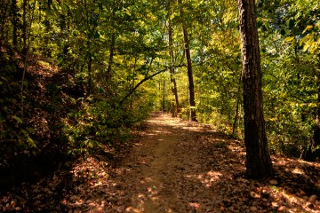 A wide trail heads into the trees.